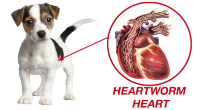Image Of Heartworms In Dogs